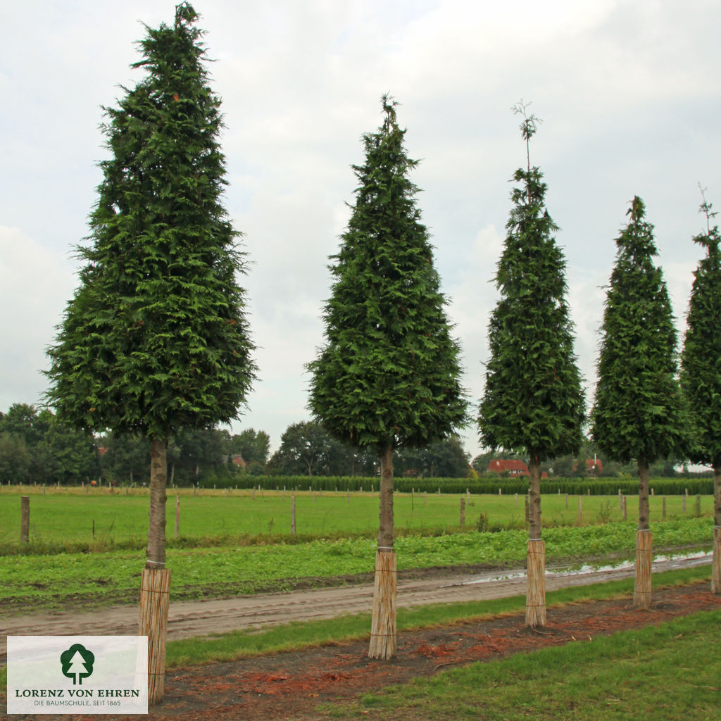 Thuja plicata 'Excelsa'