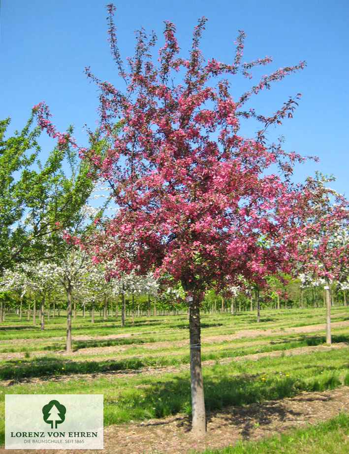 Malus 'Hopa'