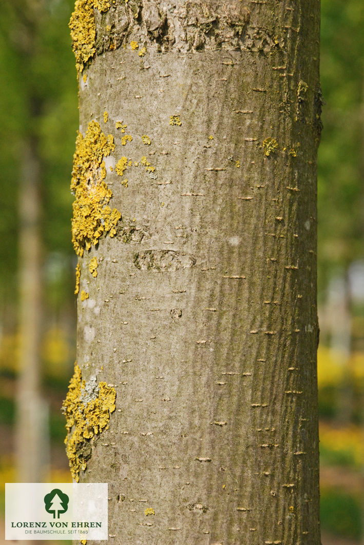 Ulmus hollandica 'Lobel'