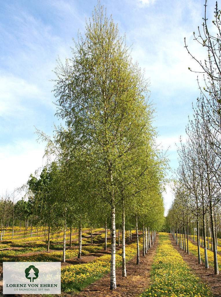 Betula pendula