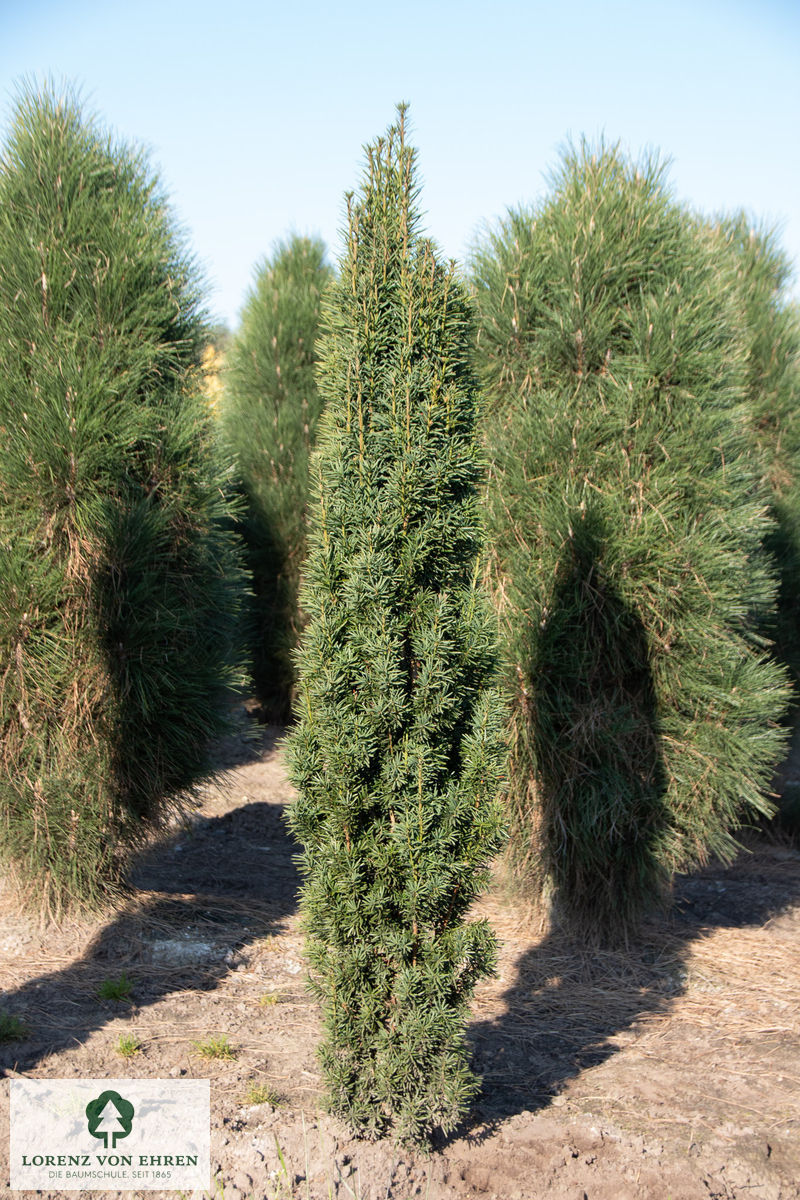 Taxus baccata 'Fastigiata Robusta'