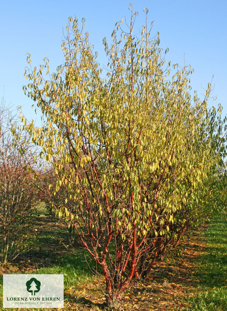 Prunus serrula