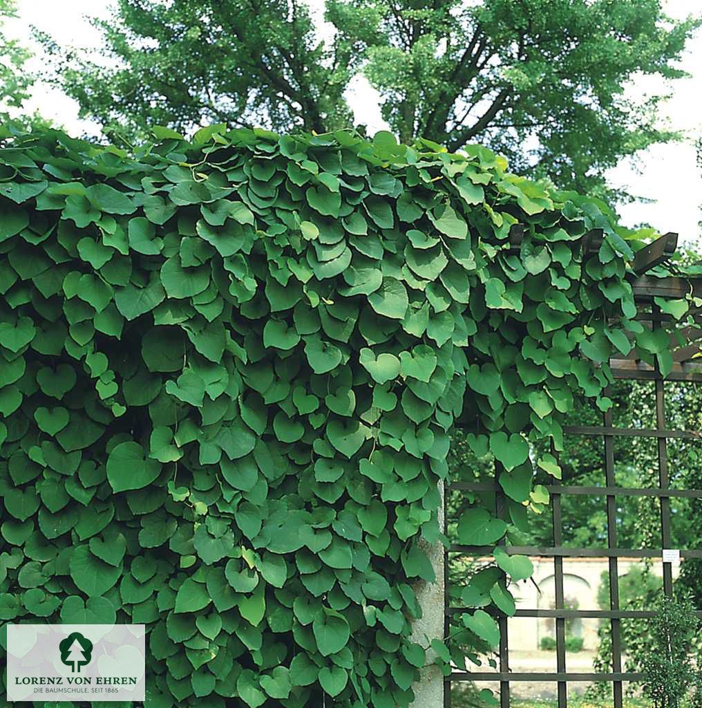 Aristolochia macrophylla