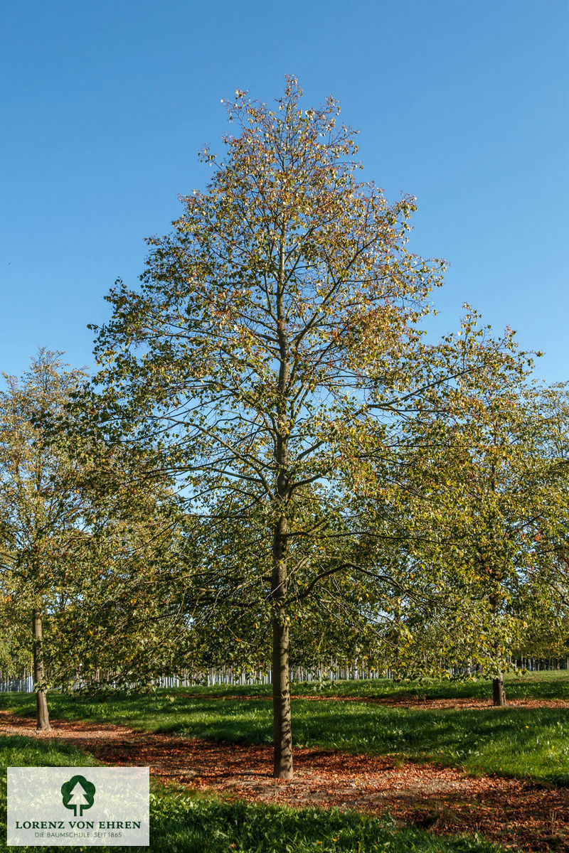 Tilia cordata 'Erecta'