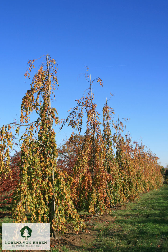 Fagus sylvatica 'Pendula'