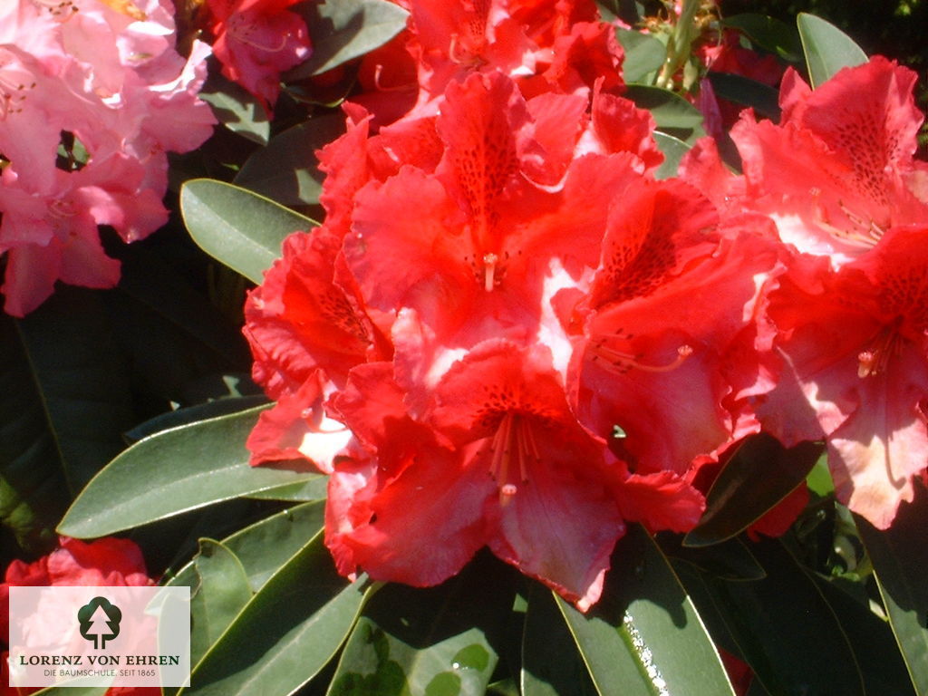 Rhododendron Hybride 'Wilgen's Ruby'