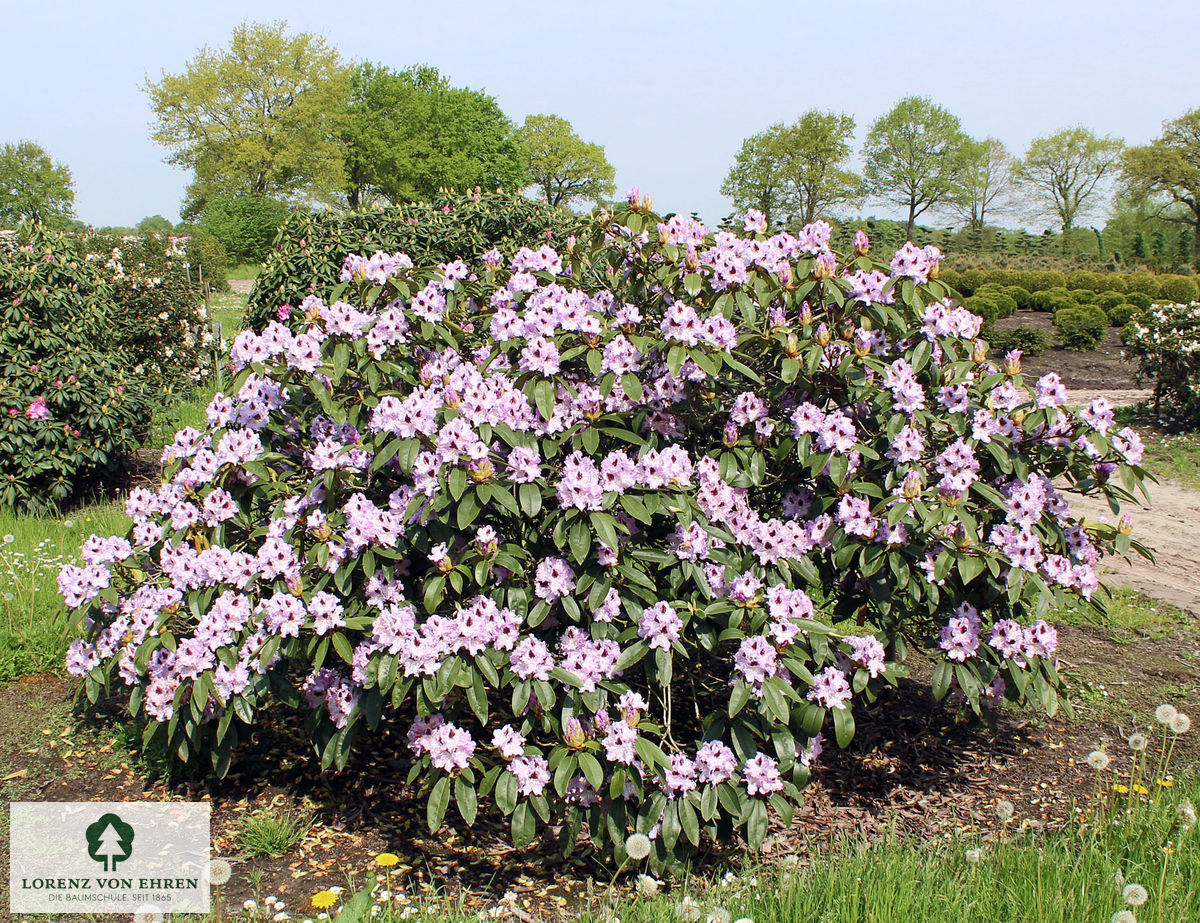 Rhododendron Hybride 'Blue Peter'