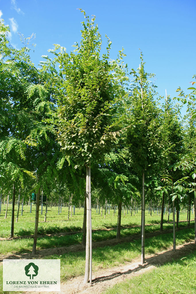 Carpinus betulus 'Frans Fontaine'