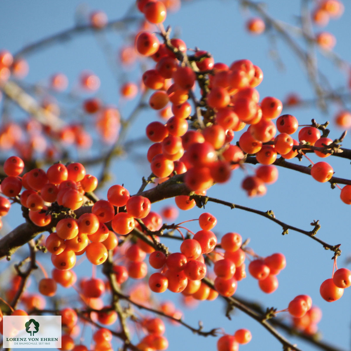 Malus 'Striped Beauty'