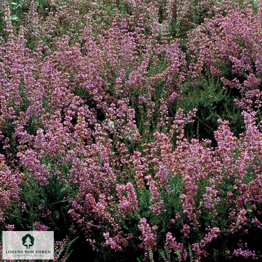 Erica cinerea 'Knap Hill Pink'