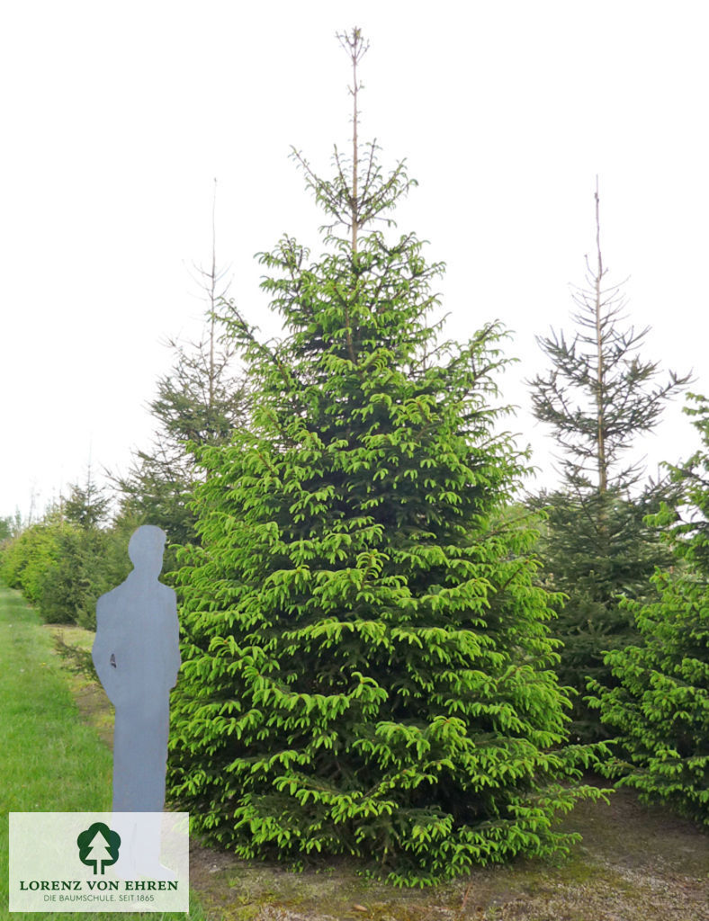 Picea abies