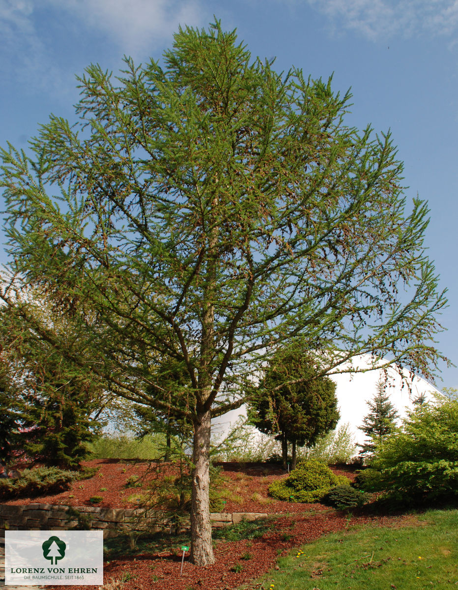 Larix decidua