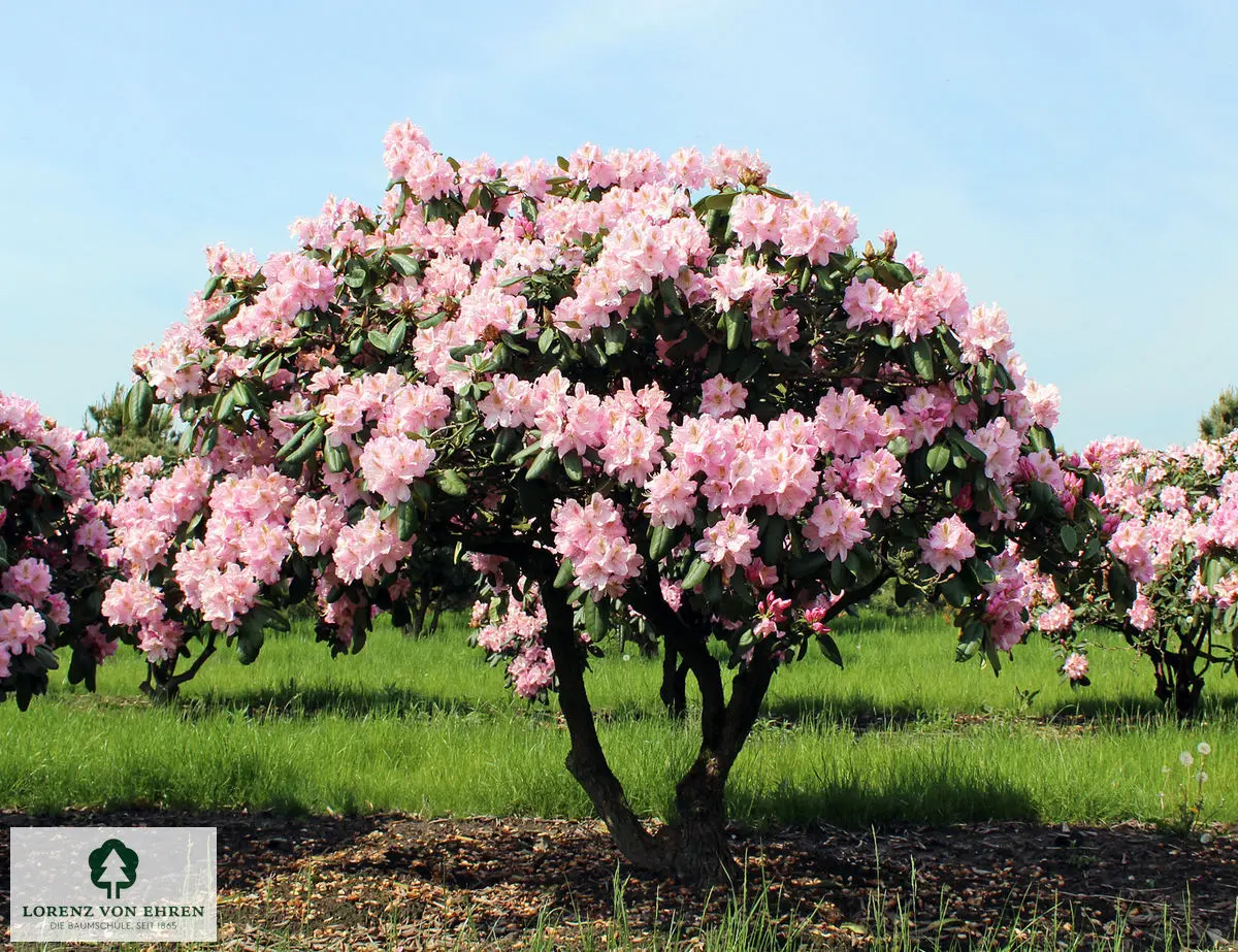 Rhododendron Hybride 'Scintillation'