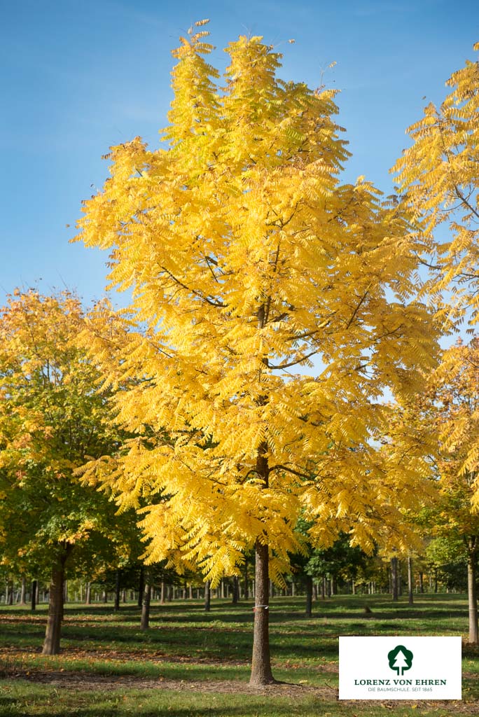 Die Juglans nigra Schwarznuss ist ein vielseitiger Nussbaum, der sich für verschiedene Zwecke eignet. Sie ist ideal für Gartenbesitzer, die nach einem Baum suchen, der mit seinem schönen Aussehen und seinen leckeren Nüssen überzeugt. Die Juglans nigra Sch