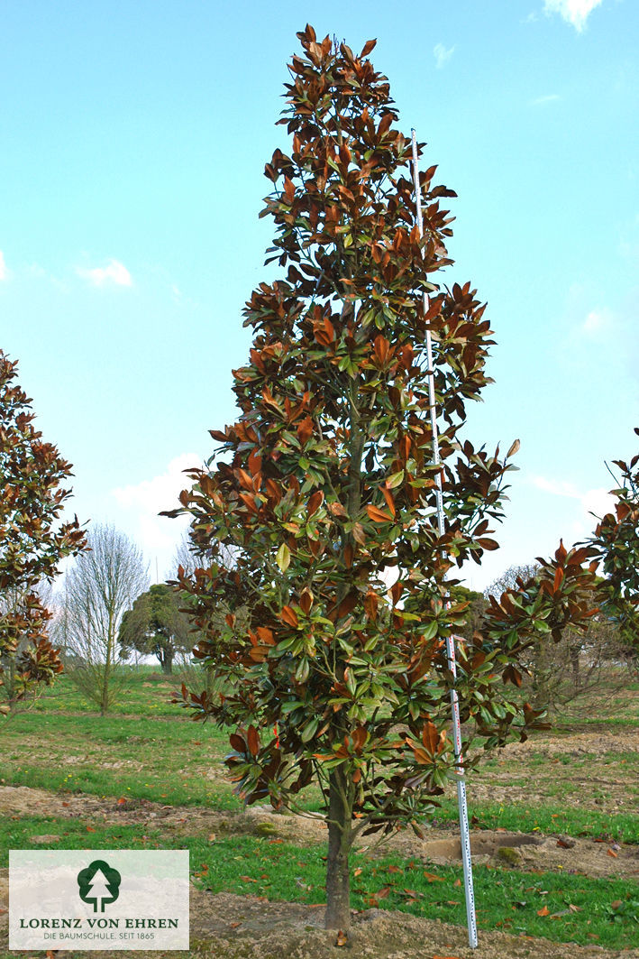 Magnolia grandiflora 'Blanchard'