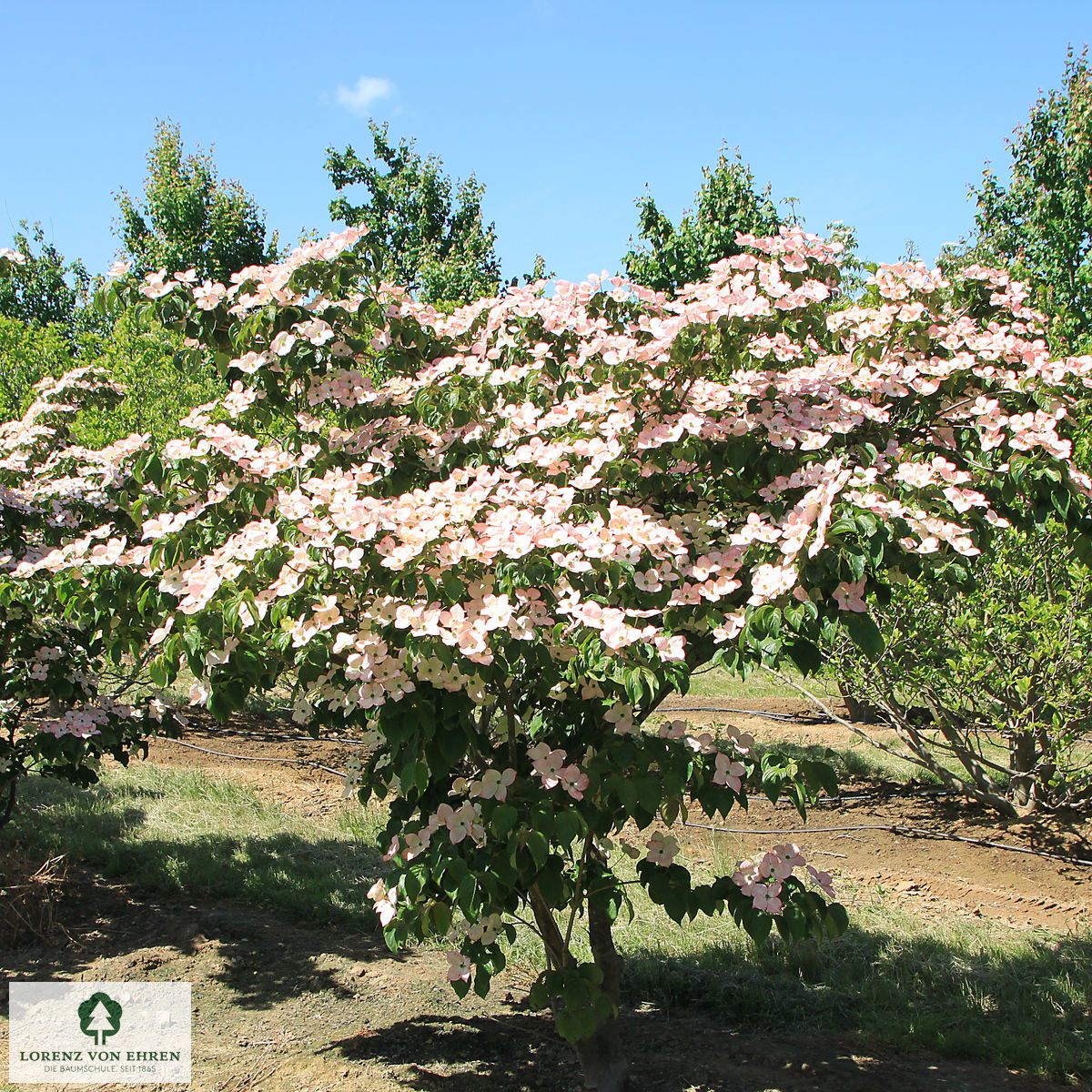 Cornus kousa 'Satomi'