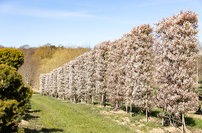 Amelanchier lamarkii als blühendes Spalier