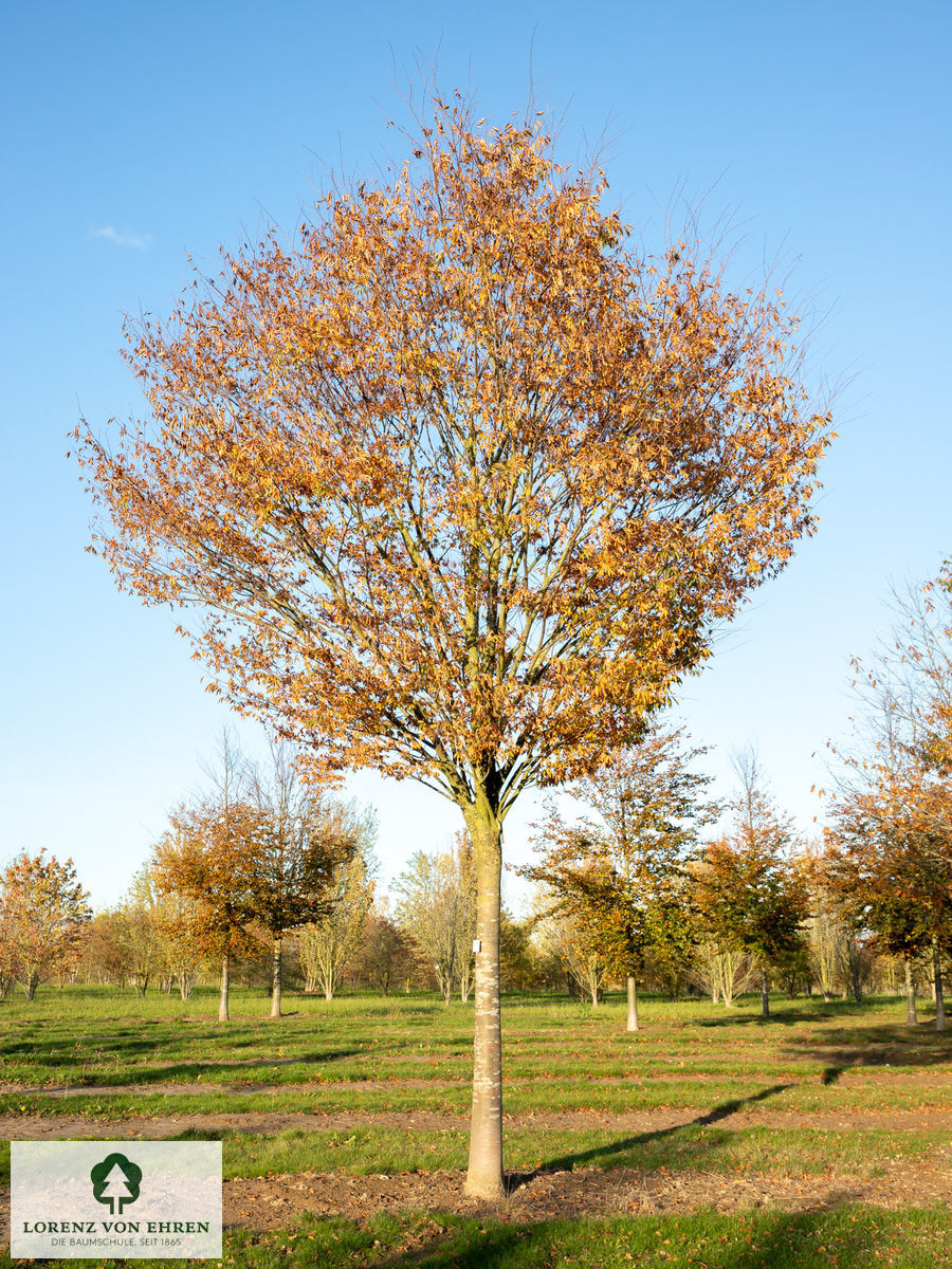 Zelkova serrata 'Green Vase'