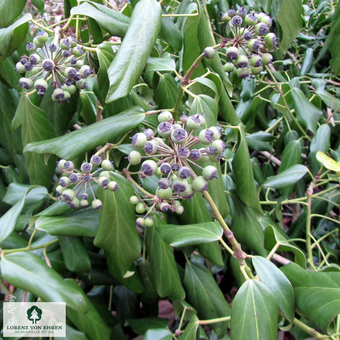 Hedera colchica 'Dentata'