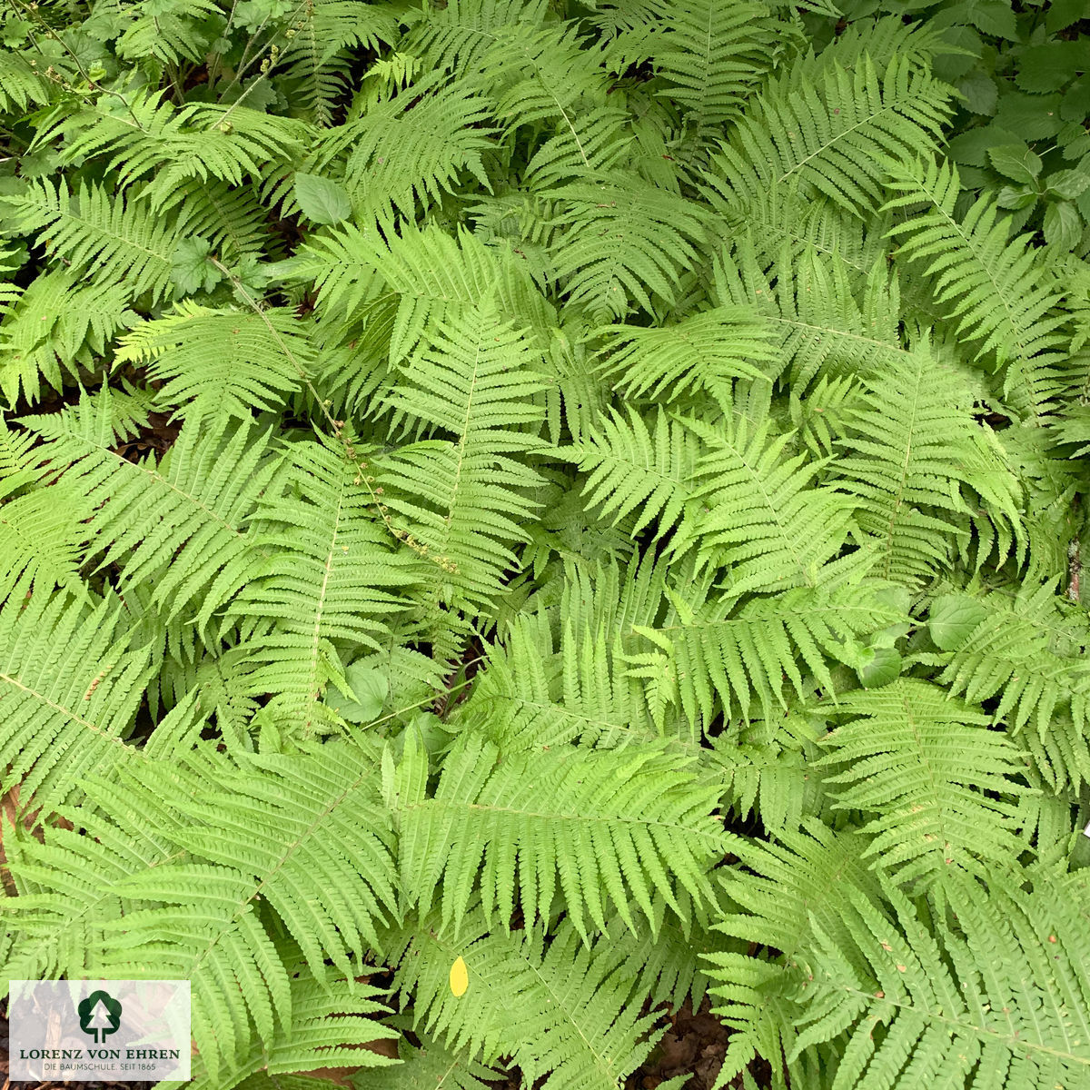 Matteuccia struthiopteris