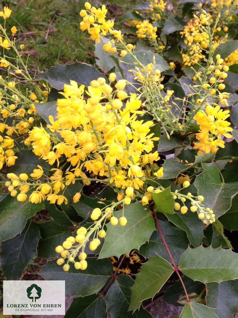 Mahonia aquifolium 'Apollo'