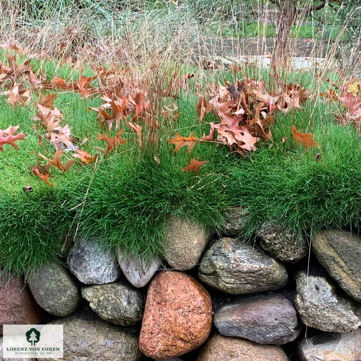 Festuca gautieri