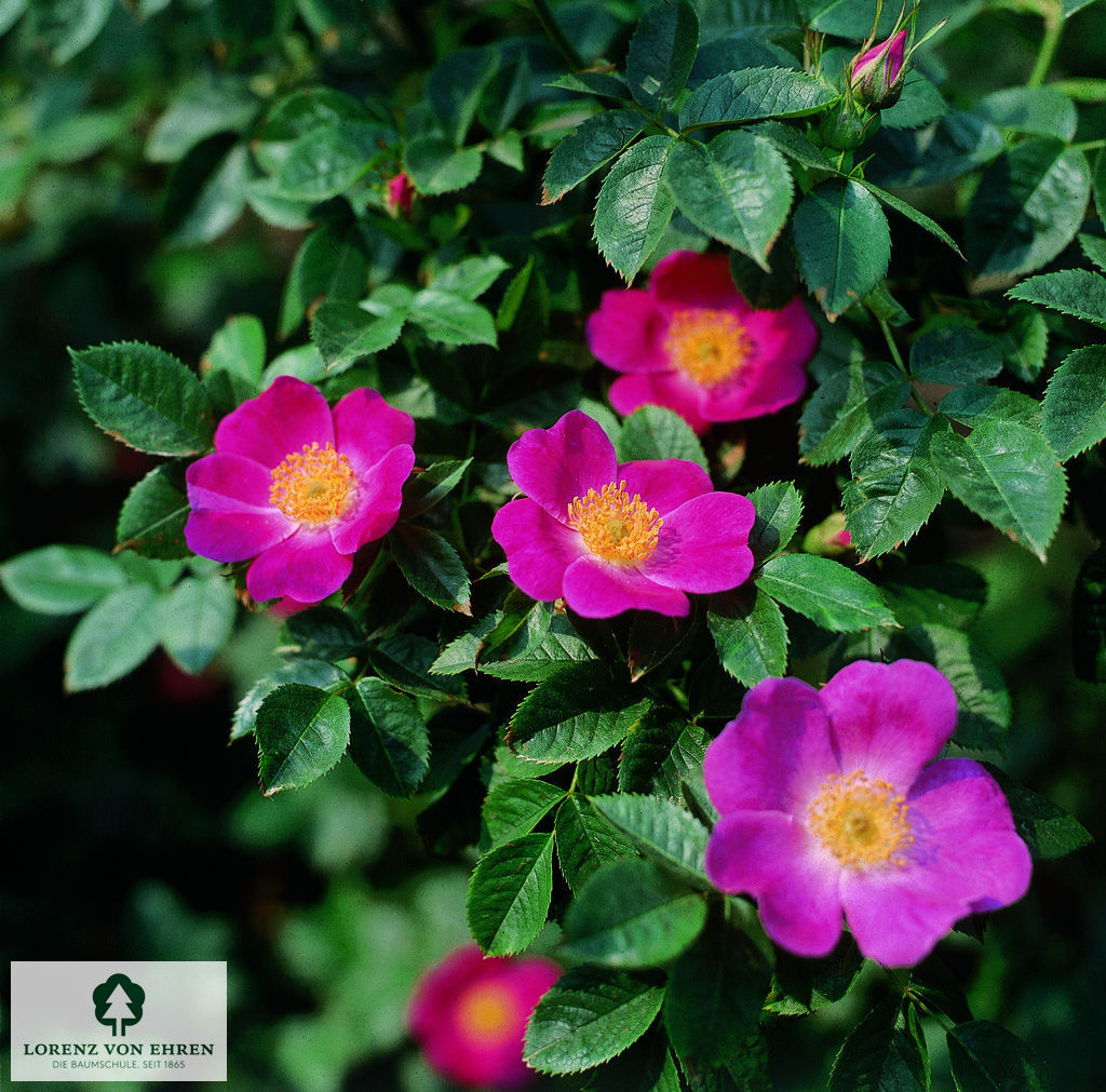 Rosa canina 'Kiese'