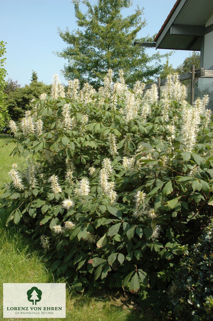 Aesculus parviflora