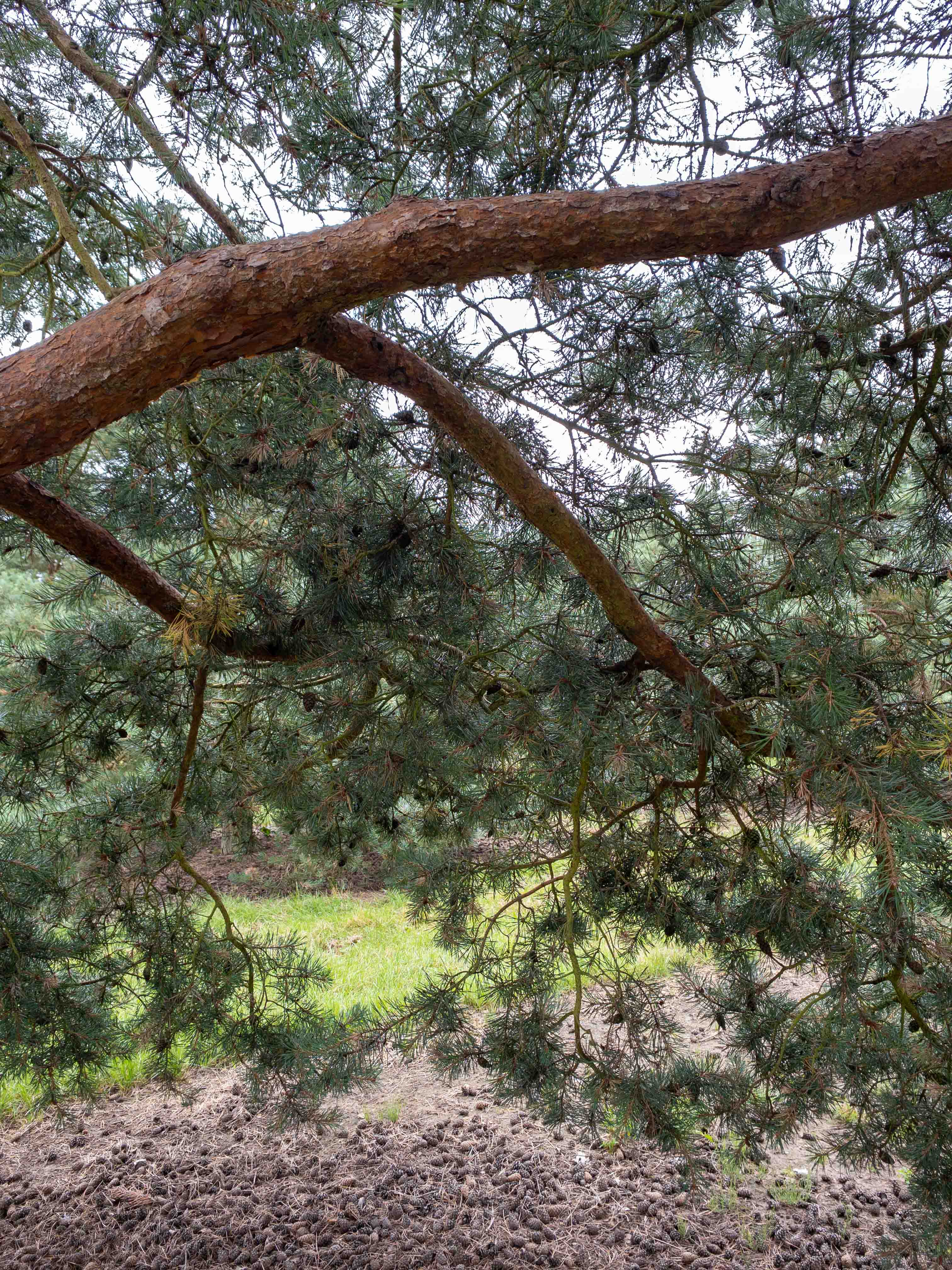 Pinus sylvestris 'Norske Typ' Unikat