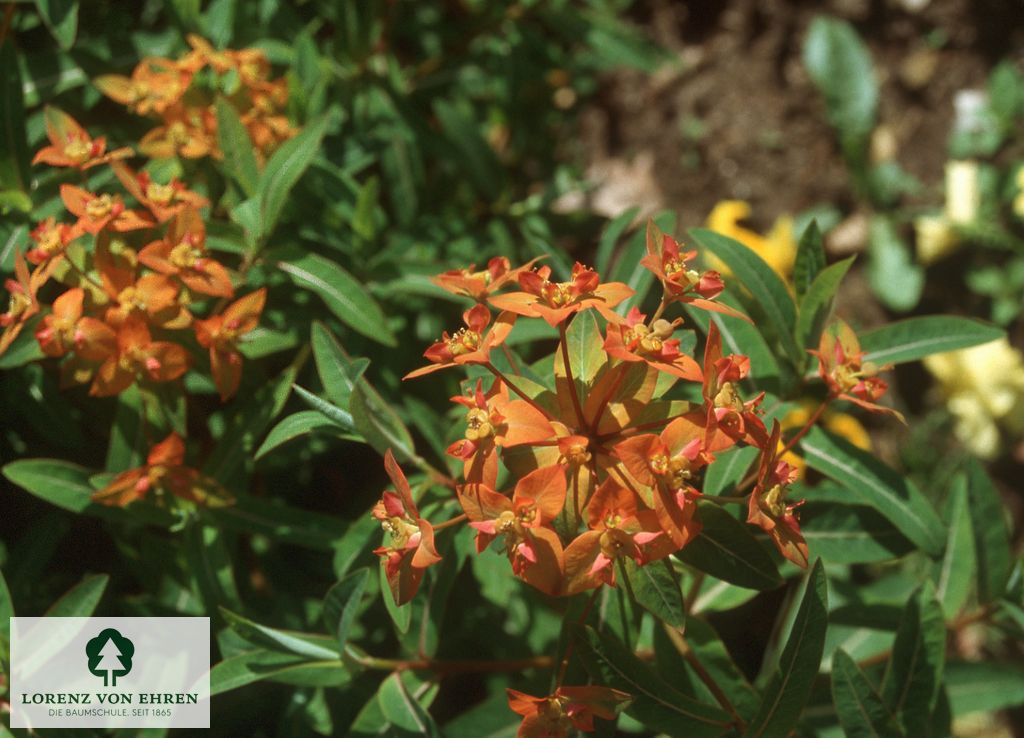 Euphorbia griffithii 'Fireglow'