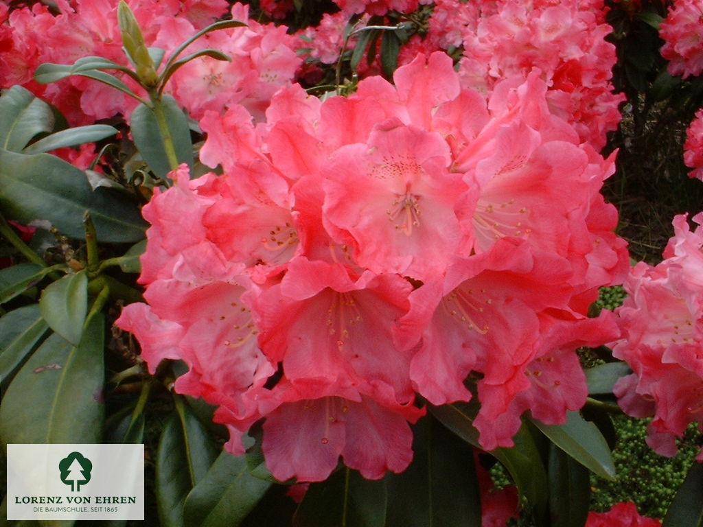 Rhododendron yakushimanum 'Morgenrot'