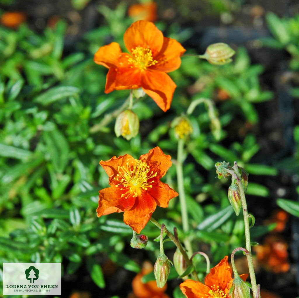 Helianthemum 'Bronzeteppich'