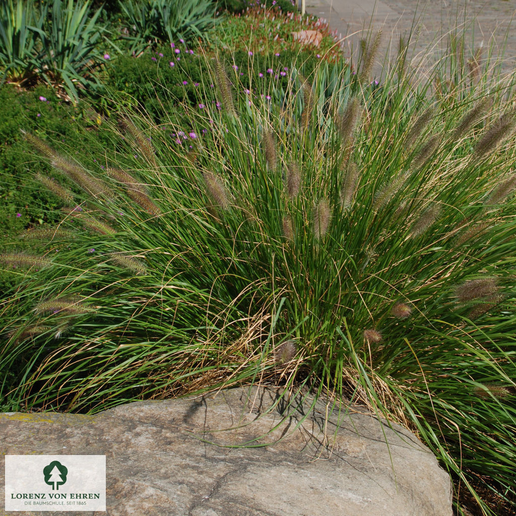 Pennisetum alopecuroides 'Hameln'