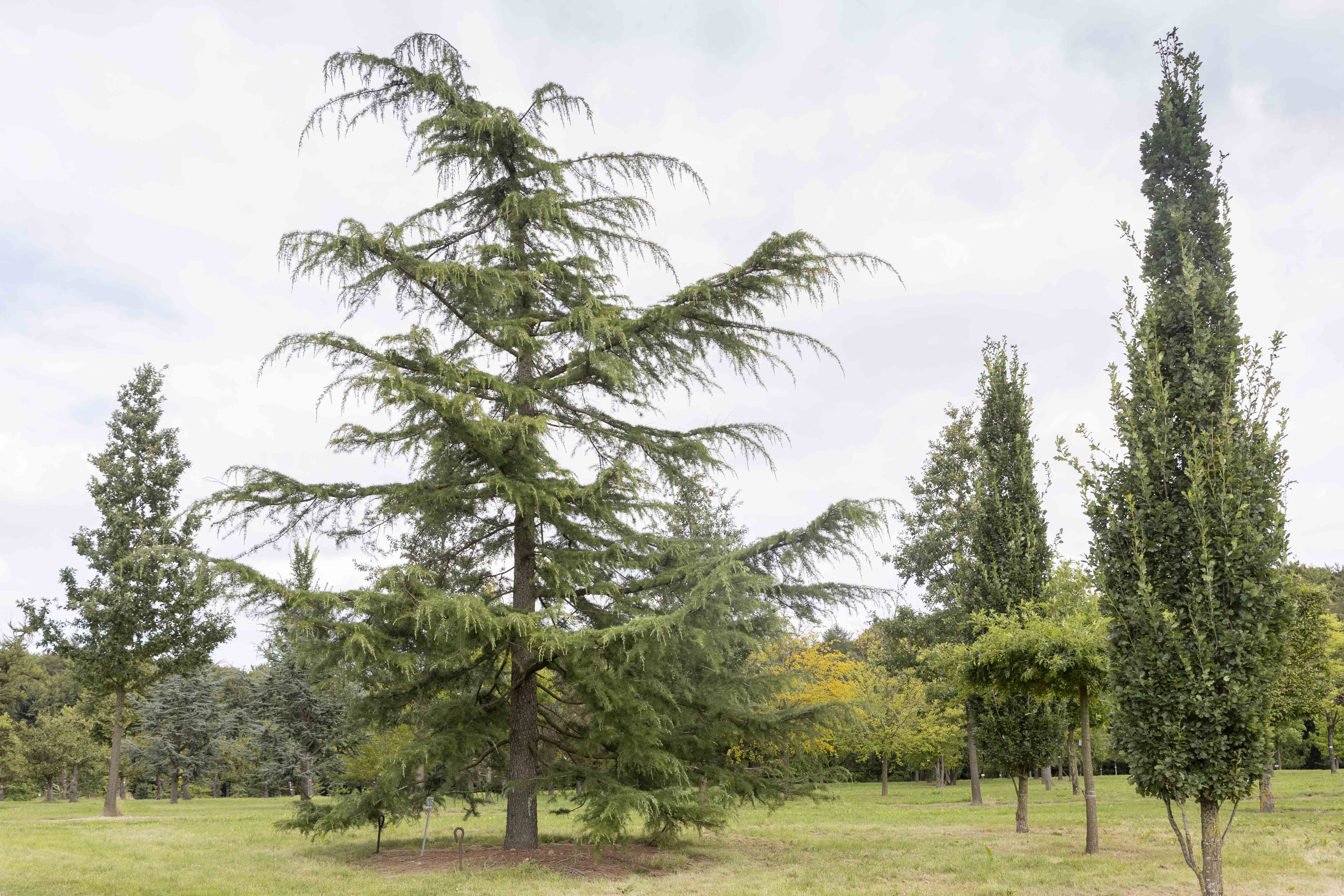 Cedrus deodara Unikat
