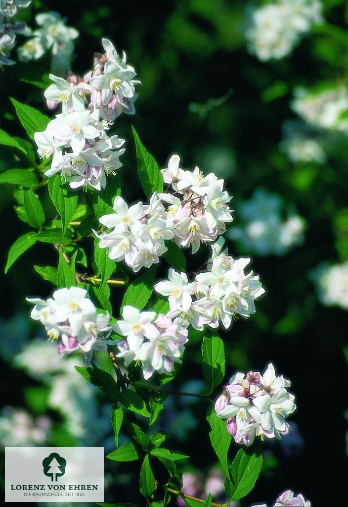 Deutzia rosea