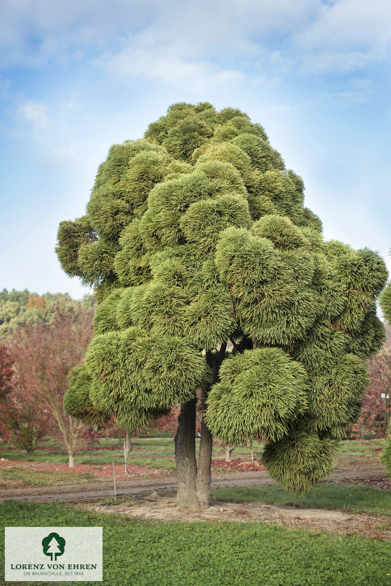 Cryptomeria japonica 'Globosa'