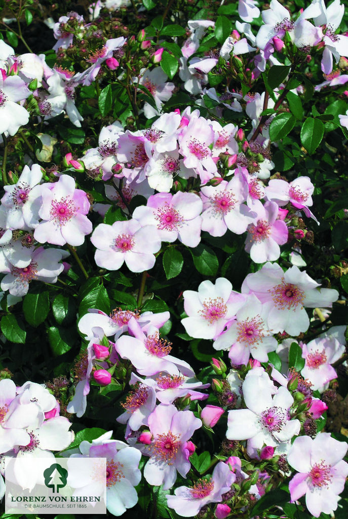 Rosa 'Sweet Pretty'