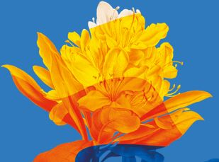 RHS Malvern Spring Festival