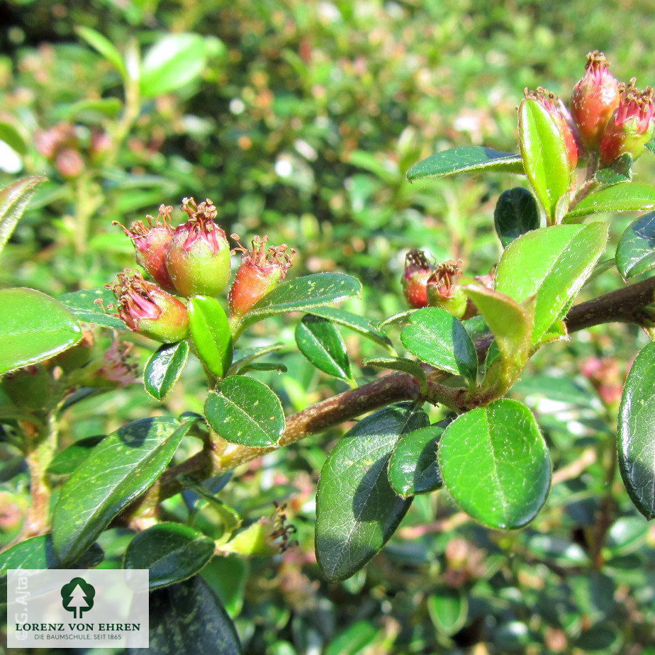 Cotoneaster dammeri radicans