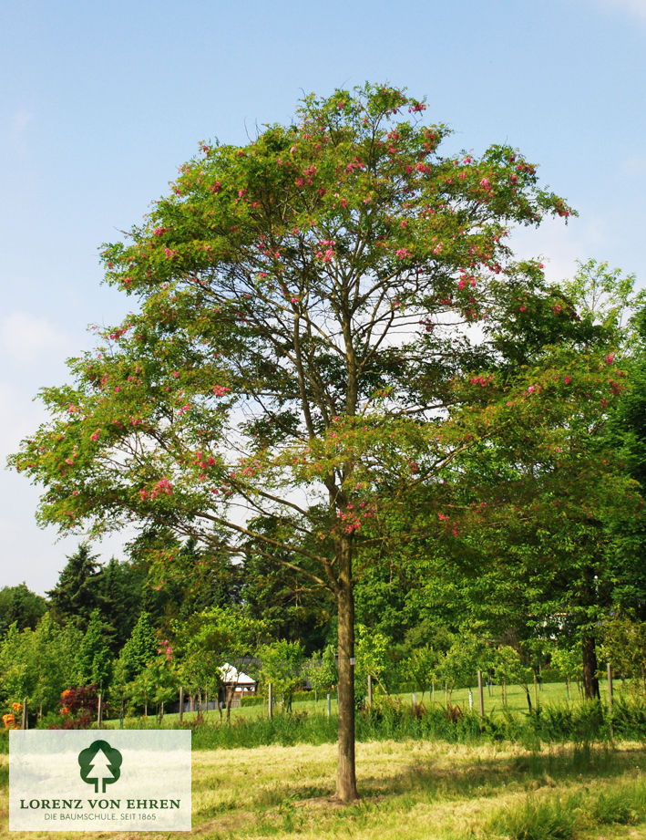 Robinia 'Casque Rouge'