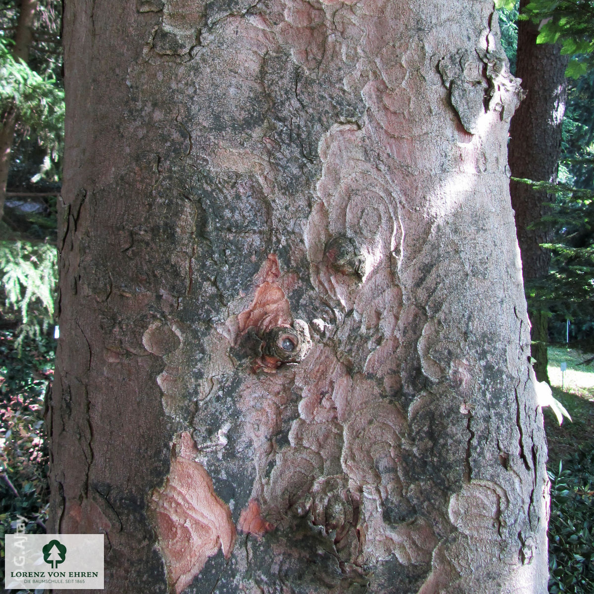 Acer pseudoplatanus 'Leopoldii'