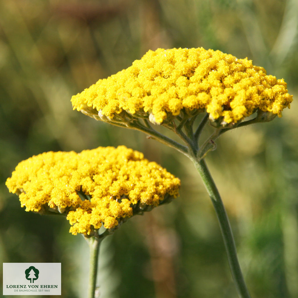 Achillea filipendulina 'Coronation Gold'