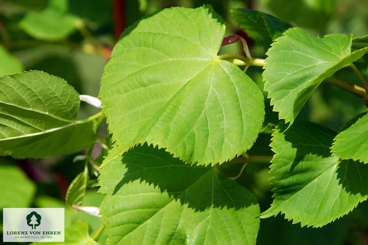 Tilia cordata 'Winter Orange'