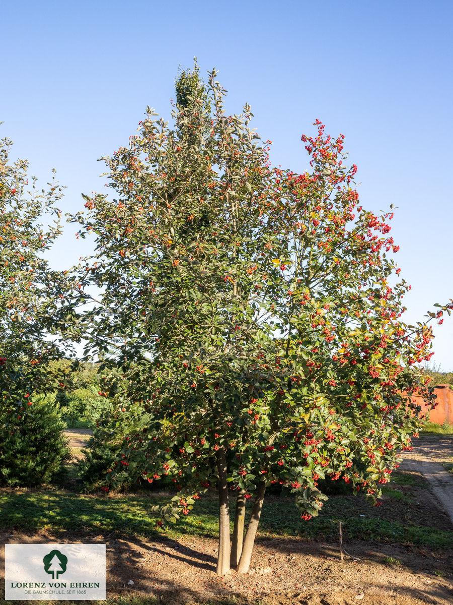 Sorbus intermedia