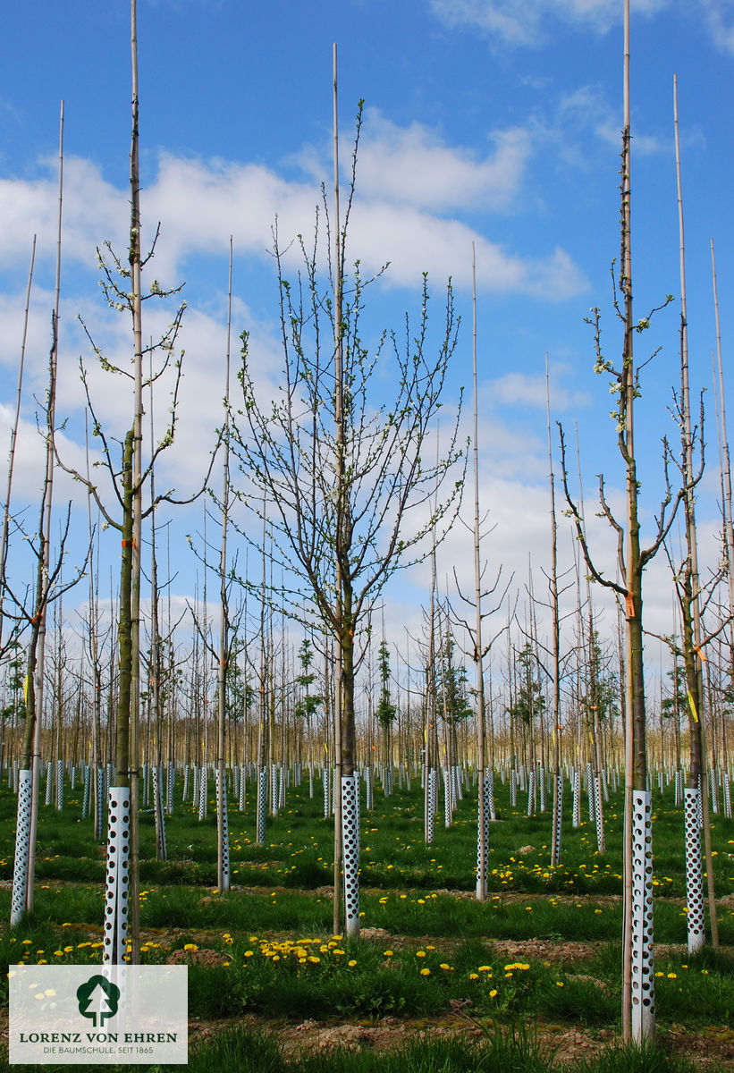 Prunus domestica 'Haganta'