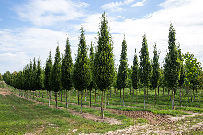 Carpinus betulus fastigiata