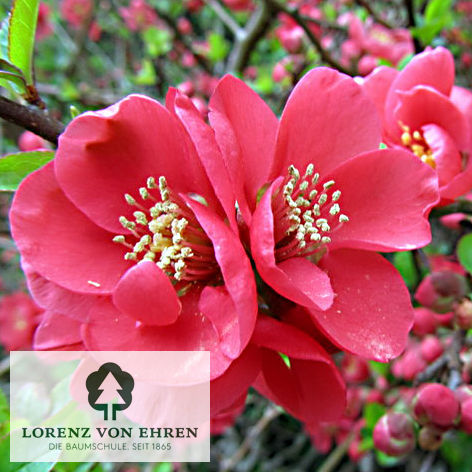 Chaenomeles 'Elly Mossel'