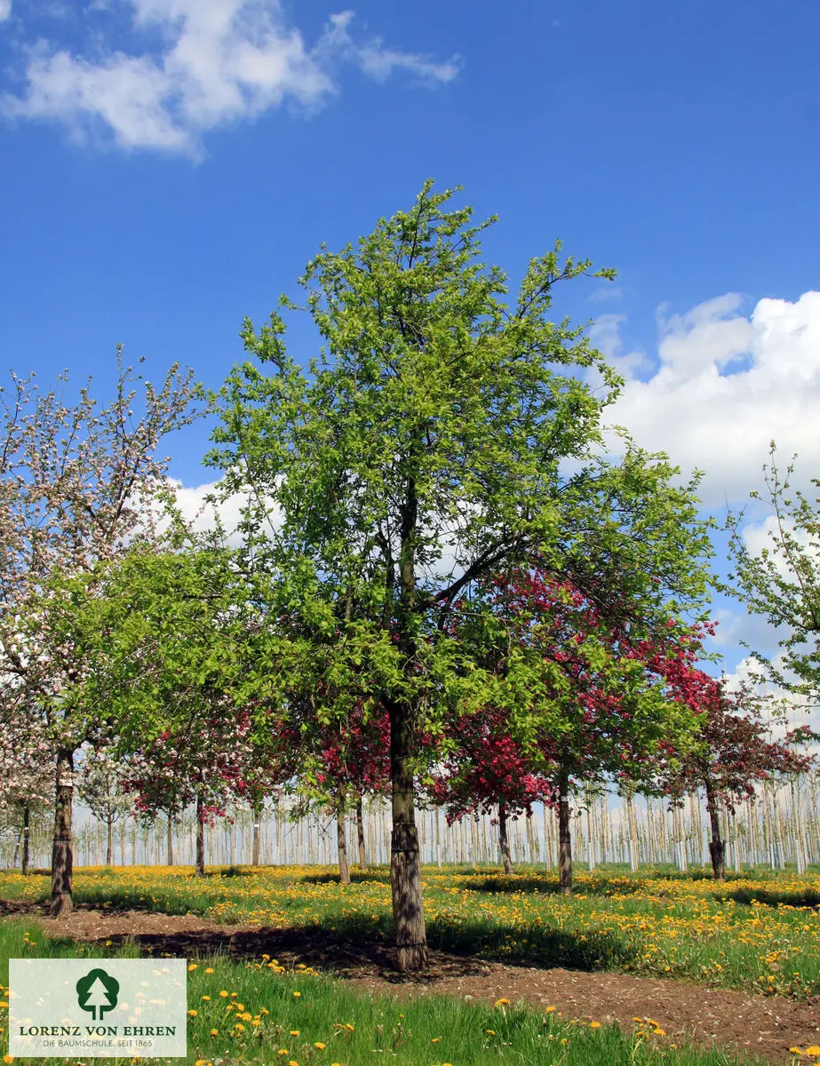 Prunus domestica 'Tegera'