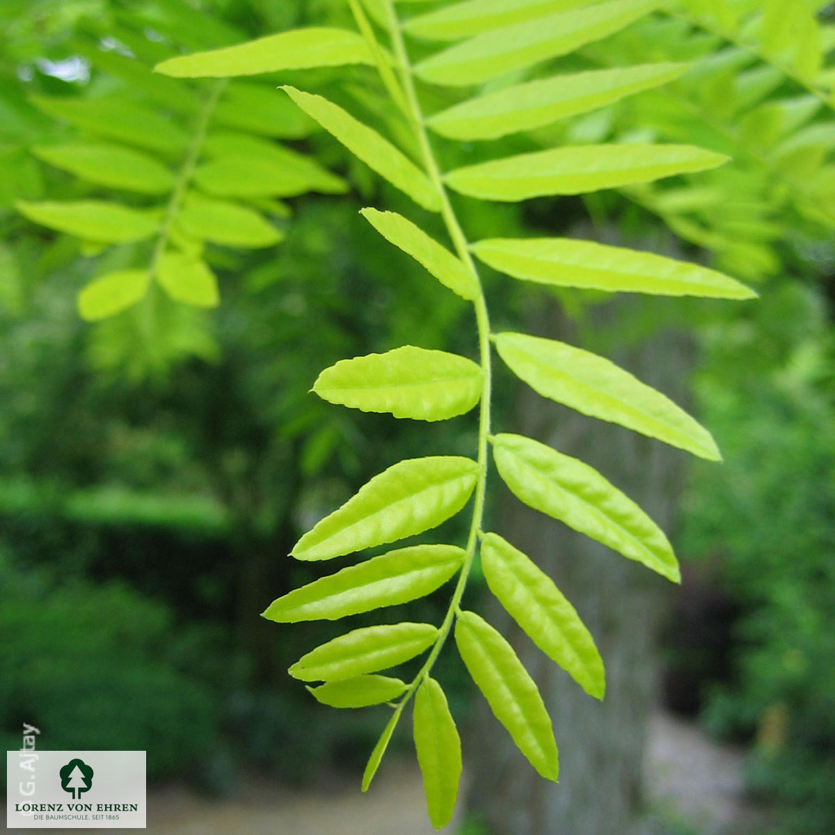 Gleditsia triacanthos 'Sunburst'