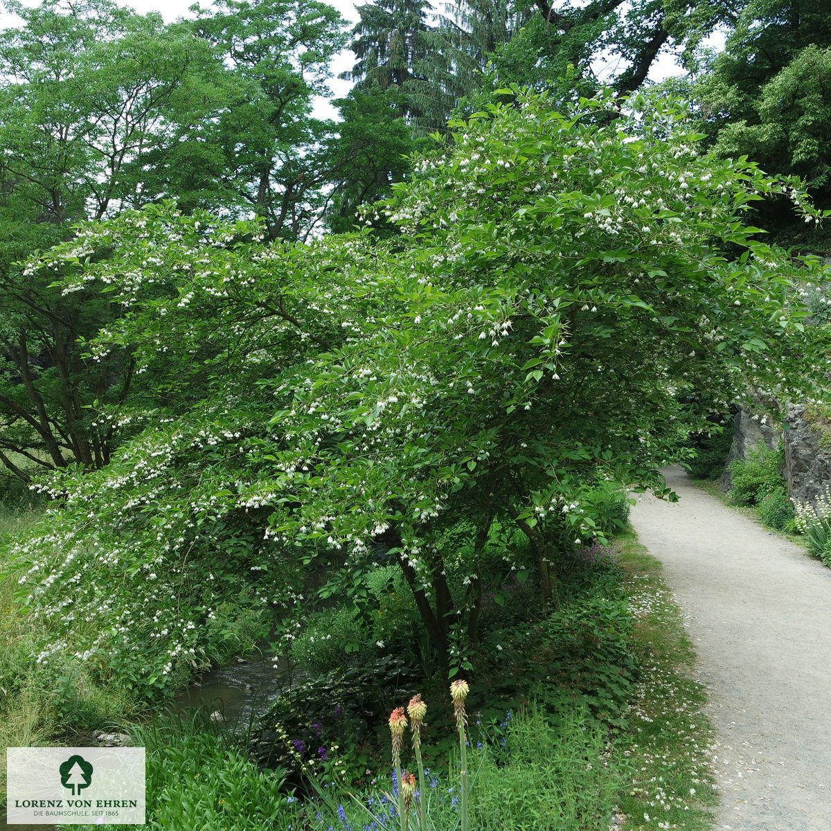Styrax japonicus